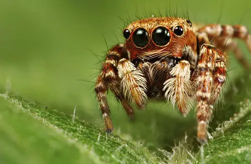 jumping spider 20 Species You Dont Want To Meet