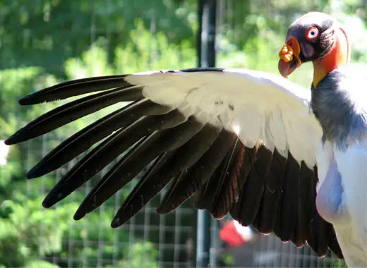 King Vulture in captivity