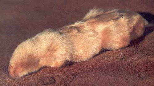 marsupialmole1 Northern marsupial mole