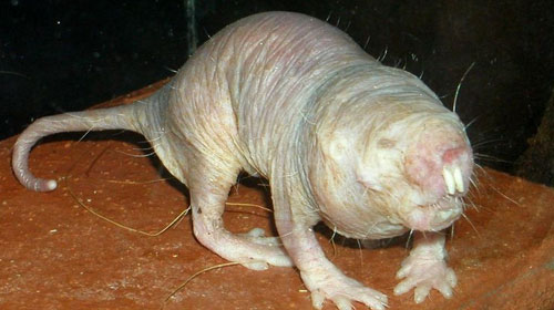 nakedmolerat1 Top 10 Worlds Ugliest Creatures
