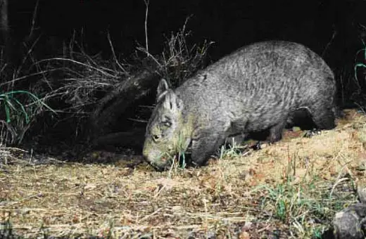nhnw1 Northern hairy nosed wombat