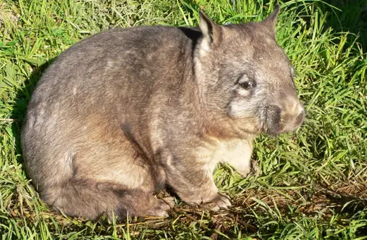 nhnw2 Northern hairy nosed wombat