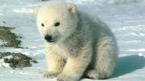 polarbear1 10 Deceptively Dangerous Animals
