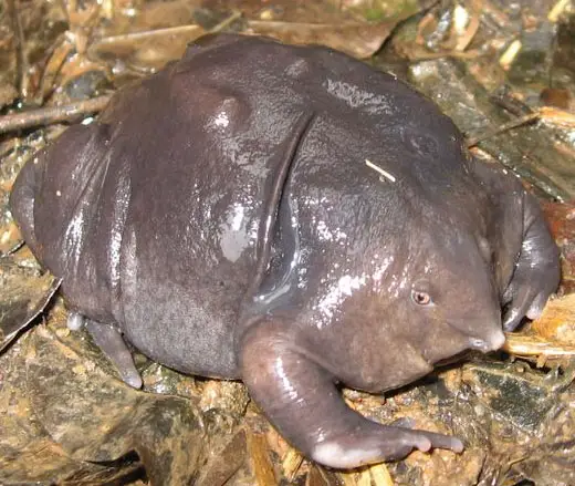 Purple Frog in monsoon season
