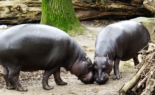 Pygmy Hippopotamus's in conservation