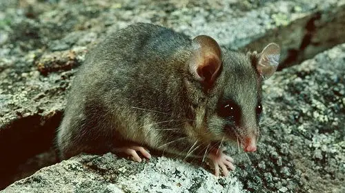 A Mountain pygmy possum in its natural habitat
