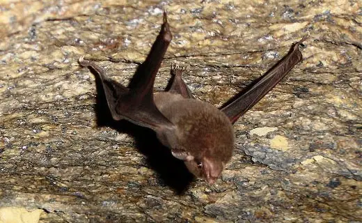 Seychelles sheath-tailed bat close up