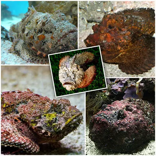 The Deadly StoneFish