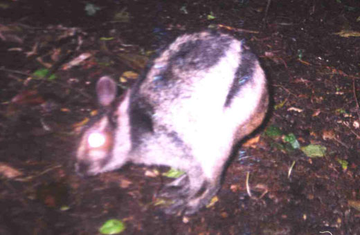 The very rare Sumatran Rabbit 