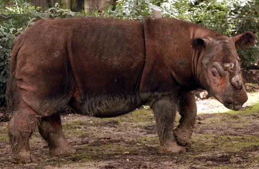 Sumatran Rhinoceros in captivity
