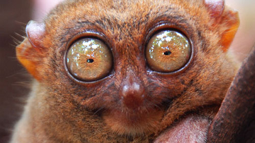 tarsier1 Top 10 Worlds Ugliest Creatures