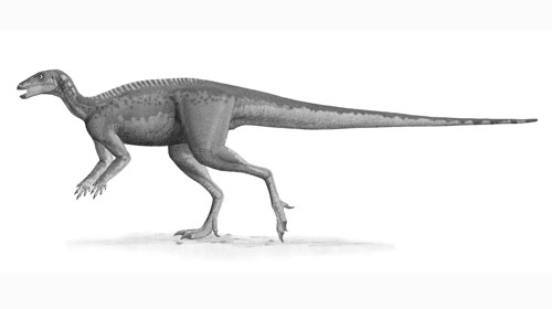 Parksosaurus, an estimated build