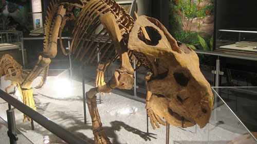 A full Protoceratops skeleton on show