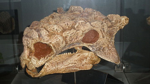 A fine Tarchia skull specemin 