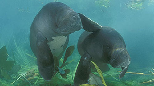 Amazonian manatee's playing together