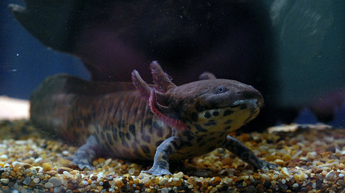Anderson's Salamander in captivity