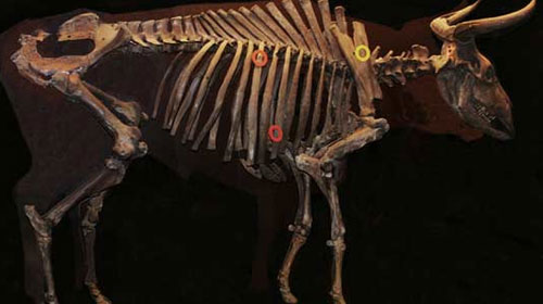 Aurochs - skeletal specimen