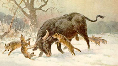 Painting of an Aurochs fending off wolves