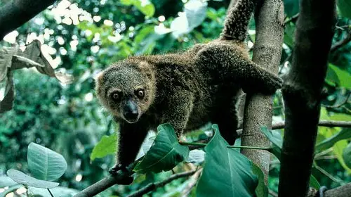 A Bear Cuscus in its natural habitat