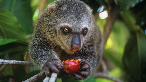 A Bear Cuscus favorite is un-ripe fruit