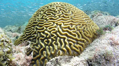 coral1 8 Creatures That Outlive Humans