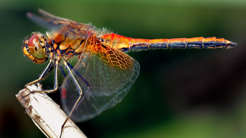 dragonfly Top 10 Short lived Creatures