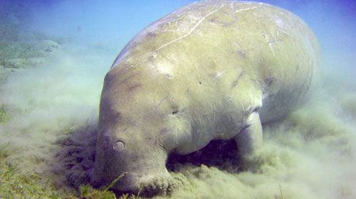 dugong1 Dugong
