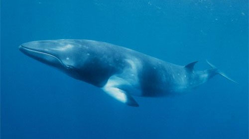 finwhale1 Fin whale