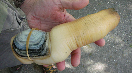 geoduck1 8 Creatures That Outlive Humans