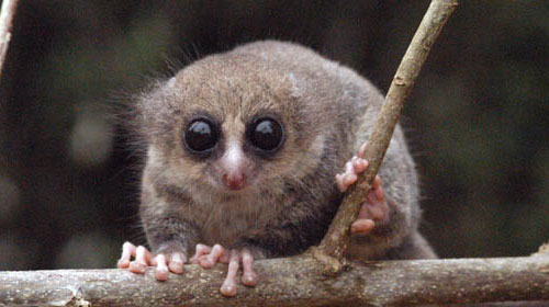 hairydwarf1 Hairy eared dwarf lemur