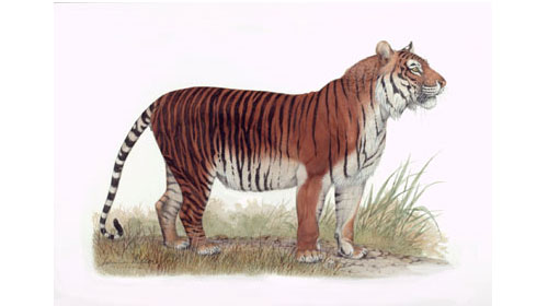 Javan Tiger - an artist impression