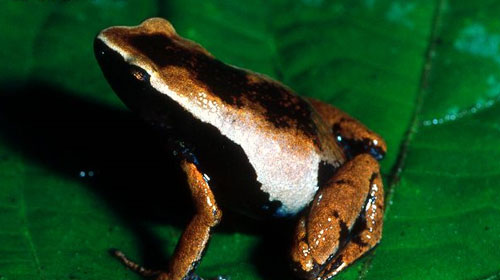 Alsco Long-fingered Frog