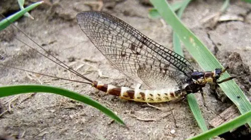 mayfly Top 10 Short lived Creatures
