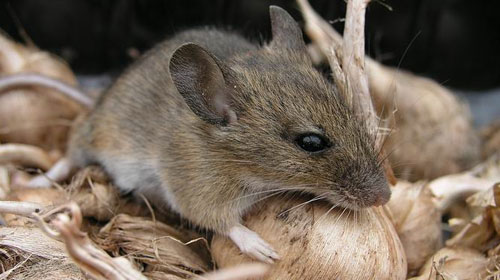 mice Top 10 Short lived Creatures