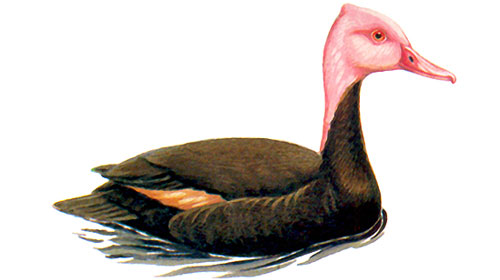 Potrait of a Pink-headed Duck