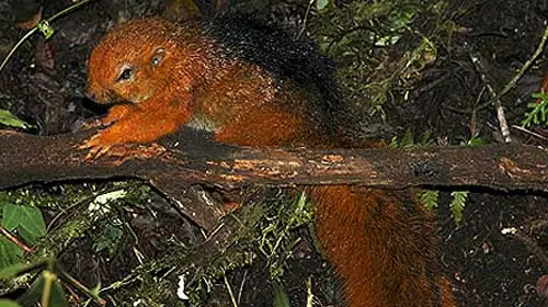 A rare llight coated African pygmy squirrel
