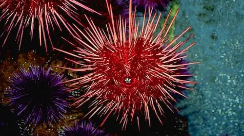 redseaurchin1 8 Creatures That Outlive Humans