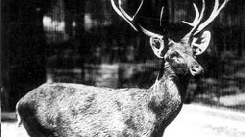 Schomburgk's Deer before extinction
