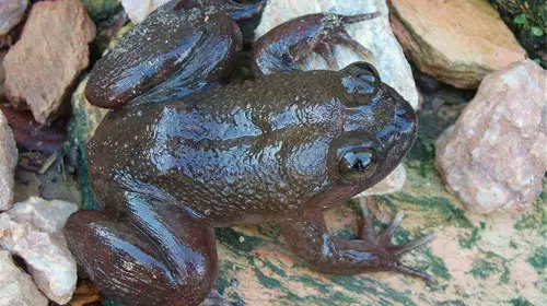 togotoad2 Togo Slippery Frog