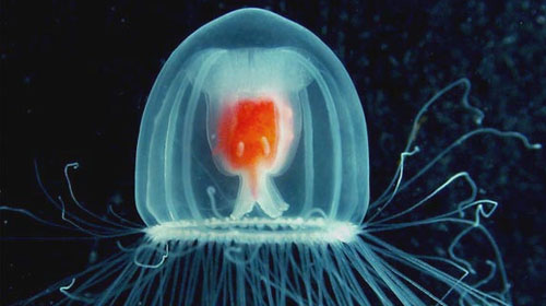undeadjelly 8 Creatures That Outlive Humans