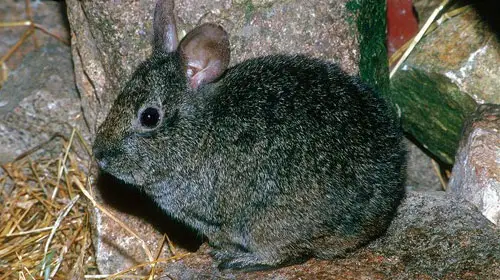 A Volcano rabbit in its natural habitat