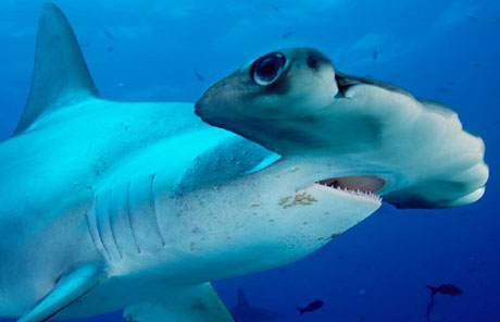 01 Great Hammerhead Shark