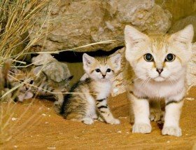 A Sand Cat family in a zoo