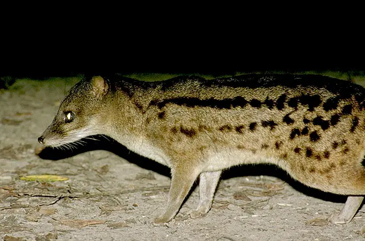 Malagasy Civet hunting at night