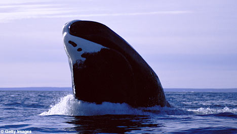 Bowhead Whale emerging from the water