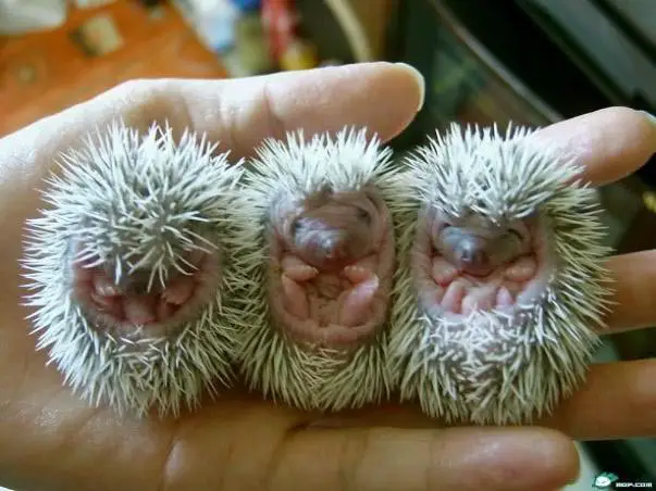Newborn Hedgehogs are very unprotected
