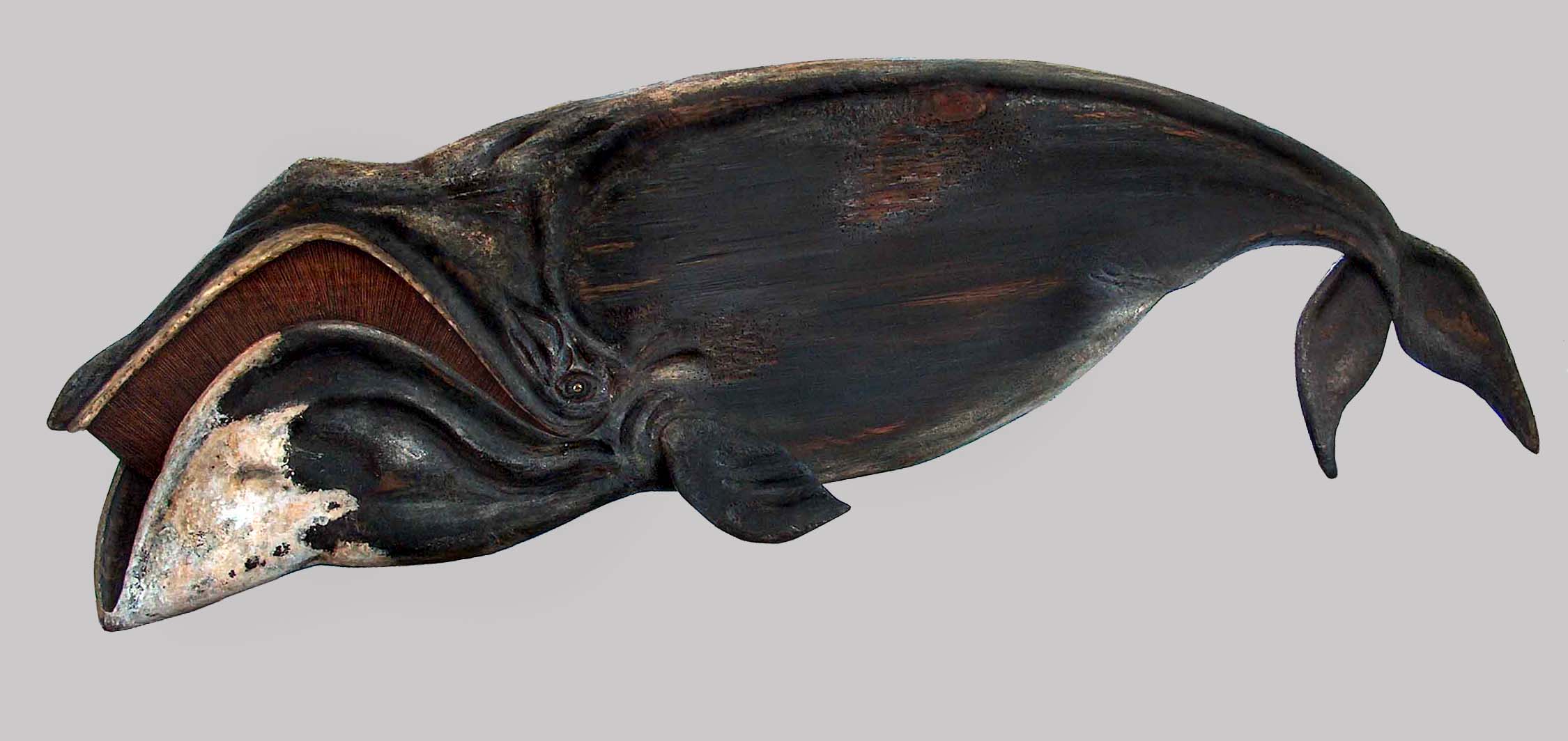 The mouth of the Bowhead Whale is looks like it's upside down