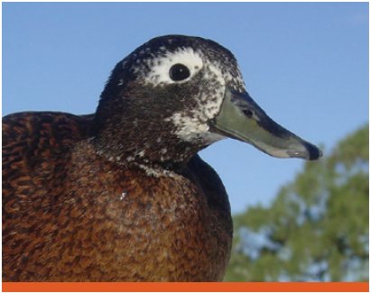 Male Duck Laysan Duck