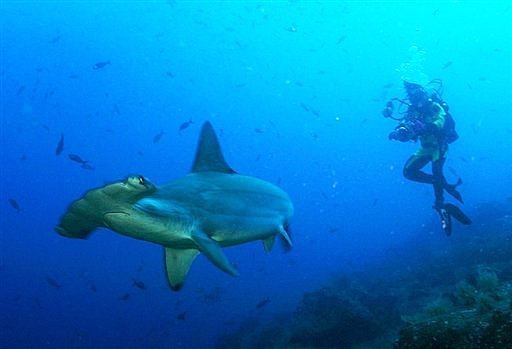 A diver next to a Great Hammerhead Shark