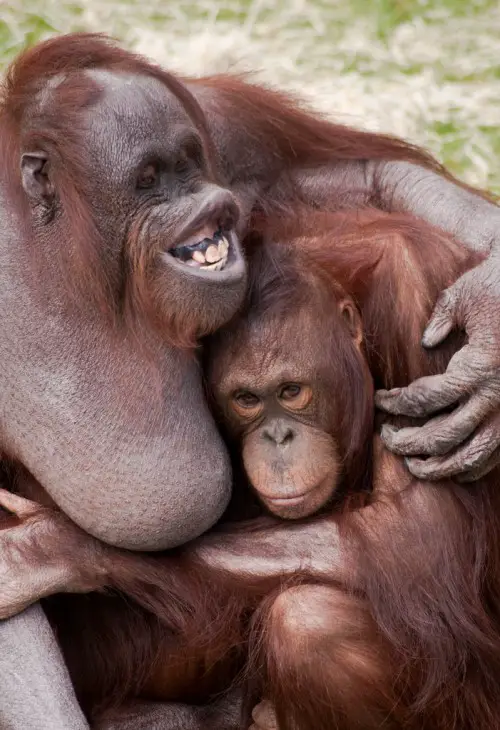 Orangutans sharing the love